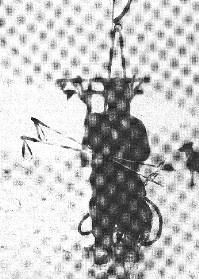 Alpski tekmovalec Tine Mulej se je 1. januarja 1950 s prvo sedežnico v Sloveniji prvi peljal kar med vrvmi, namesto na sedežu.